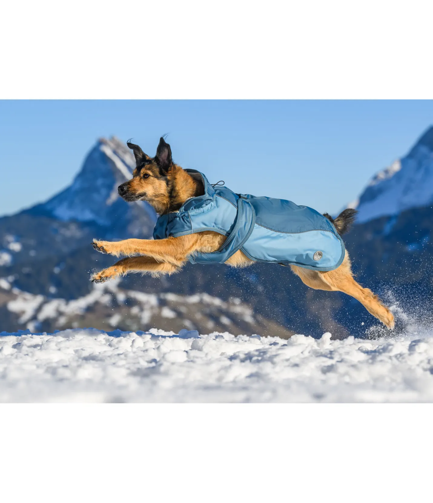 sugar dog Manteau d'hiver pour chien avec doublure en polaire Teddy, 100 g Glacier Bay aquamarine Clearance