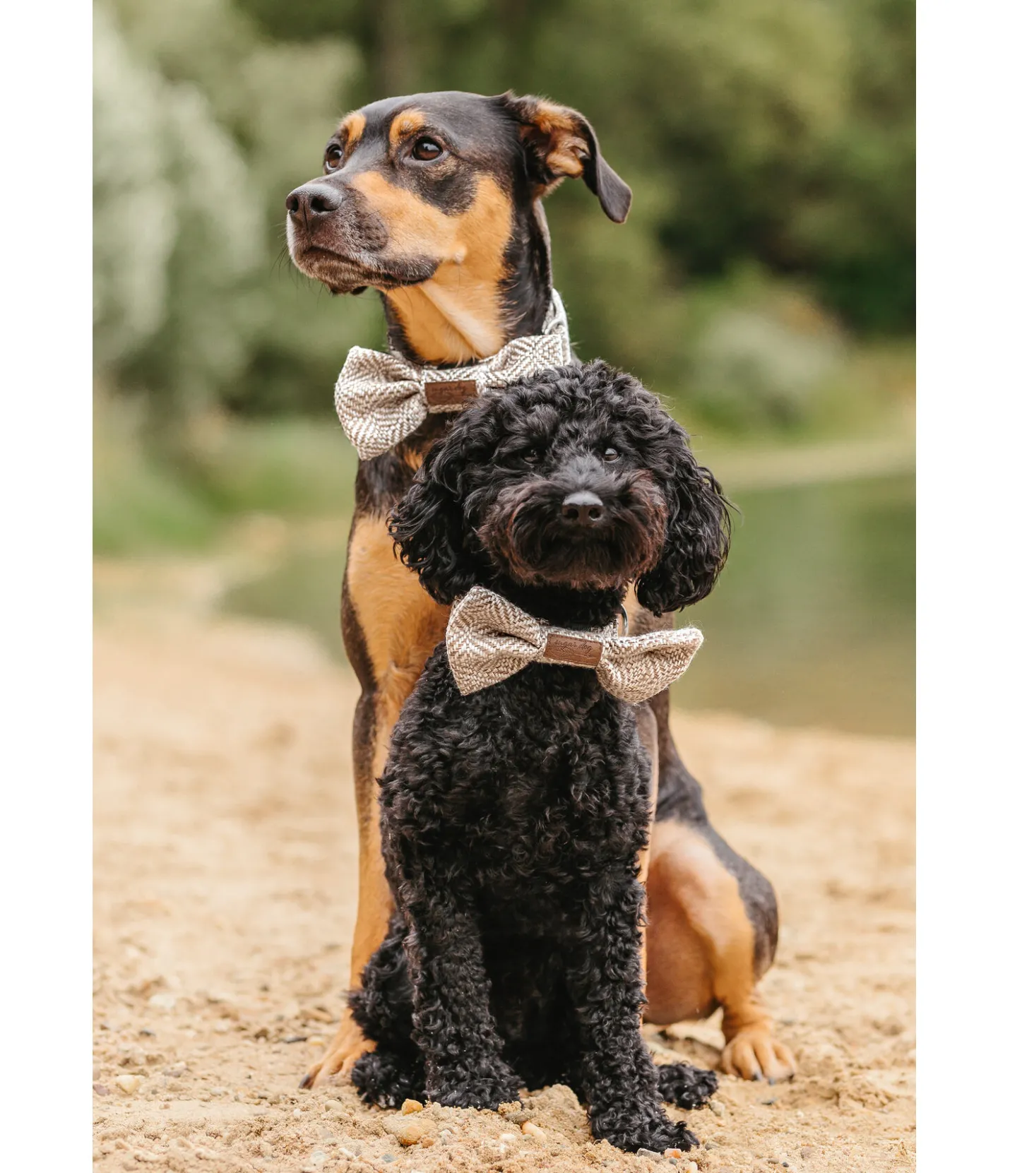 sugar dog Noeud papillon pour chien Tribal Love latte macchiato Clearance