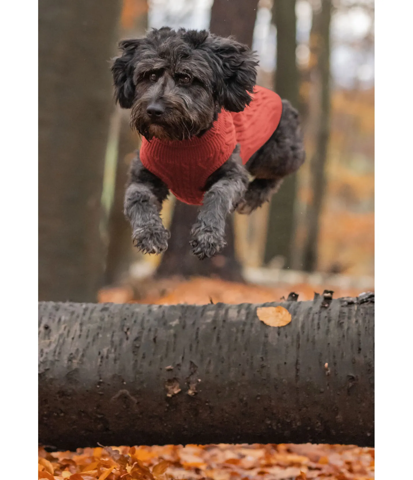 sugar dog Pull col roulé Maisie terre cuite Outlet