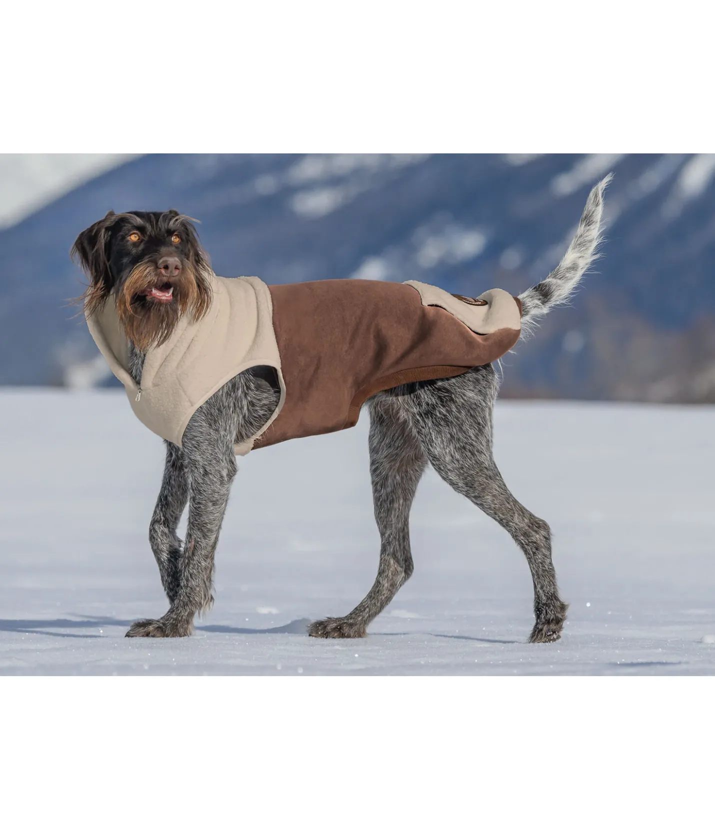 sugar dog Sweat à capuche Sherpa pour chien Sawyer crème caramel Sale