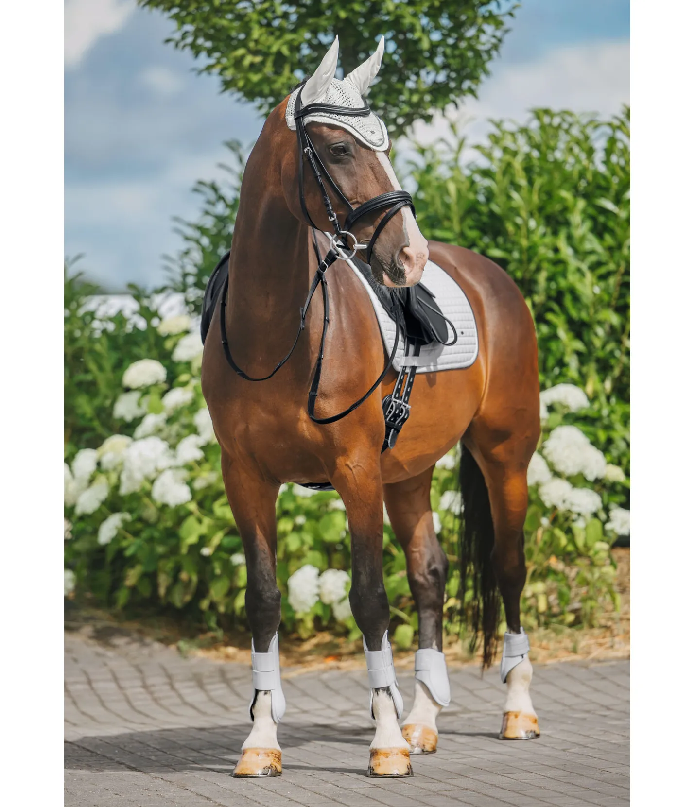 SHOWMASTER Tapis de selle Basic blanc Online