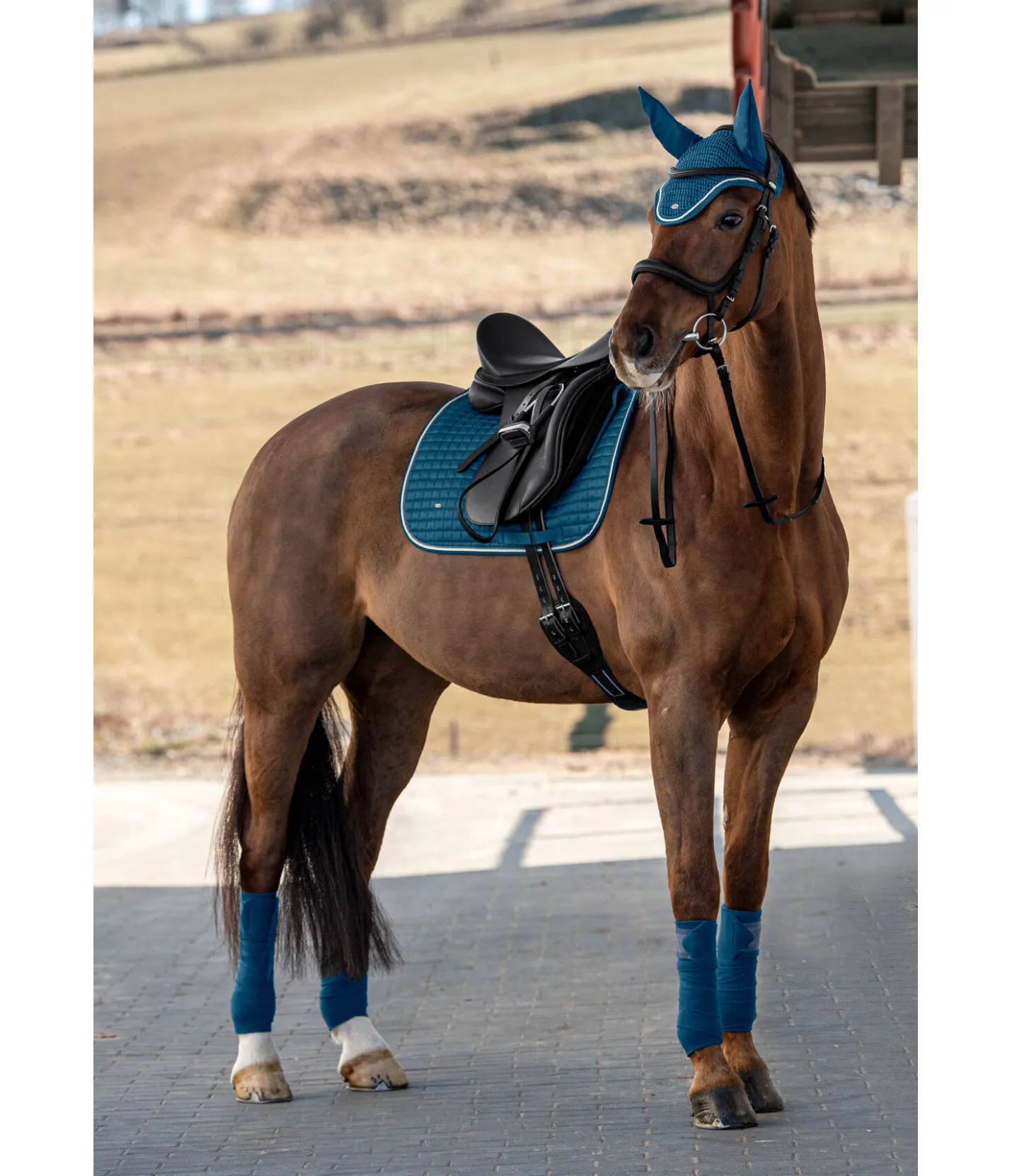 SHOWMASTER Tapis de selle Basic bleu océan Discount