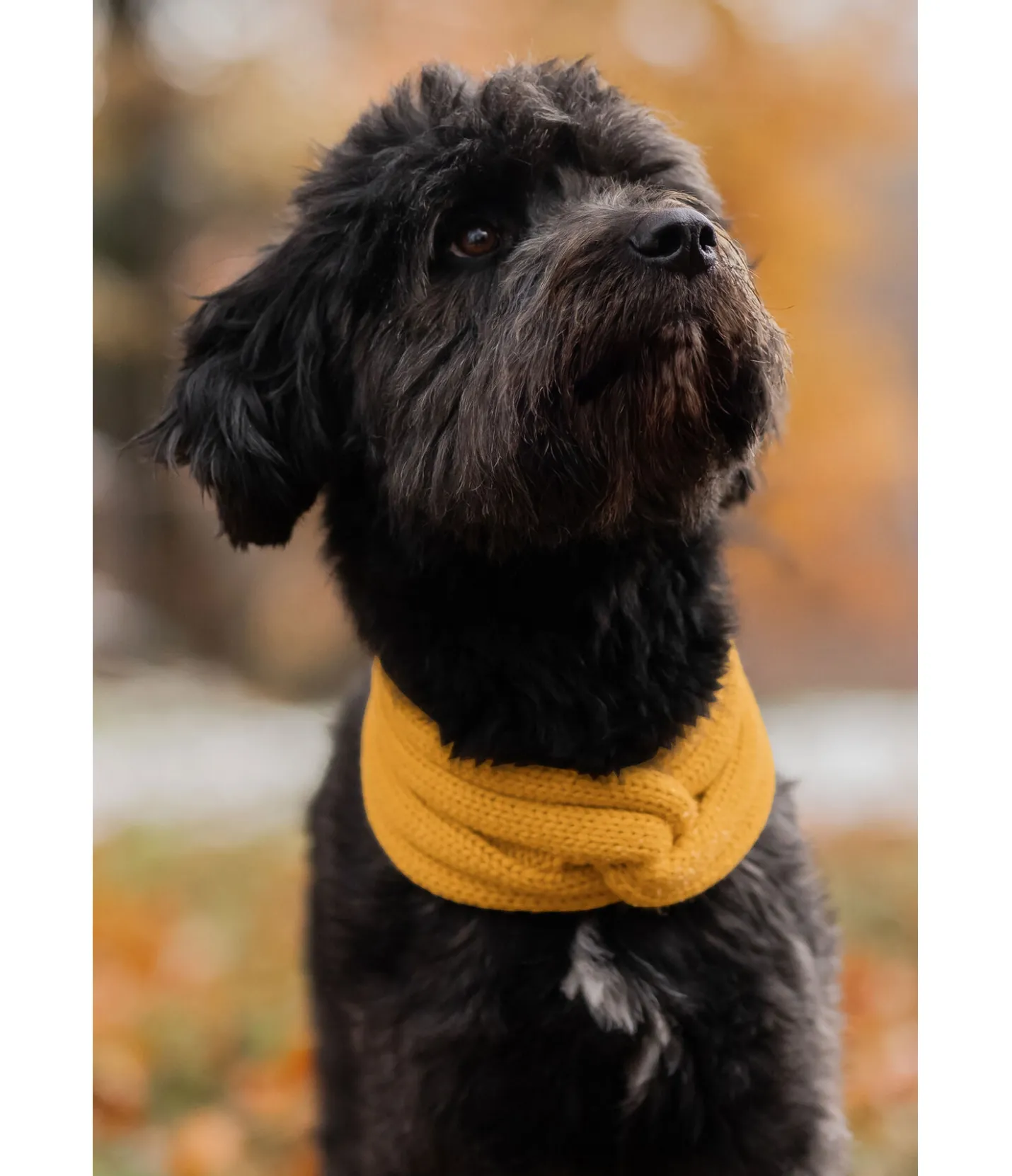 sugar dog Tour de cou en tricot pour chien Espi mangue dorée Sale